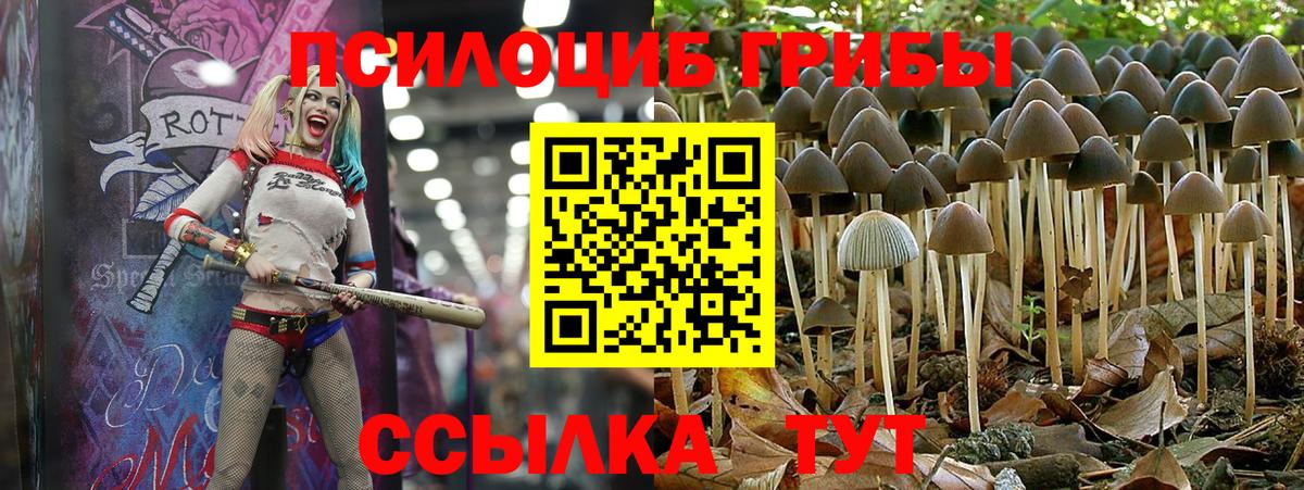 Псилоцибиновые грибы Psilocybine cubensis  Вход с VPN  Псилоцибиновые грибы Psilocybe  Ахтубинск 